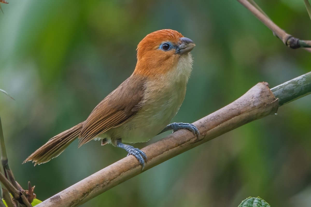 Khướu mỏ dẹt lớn (Psittiparus bakeri) dài 19-20 cm, là loài định cư hiếm đến không phổ biến tại Đông Bắc. Chúng sống ở rừng tre nứa bên trong hoặc gần rừng lá rộng thường xanh, cây bụi, độ cao 600-1.850 mét.