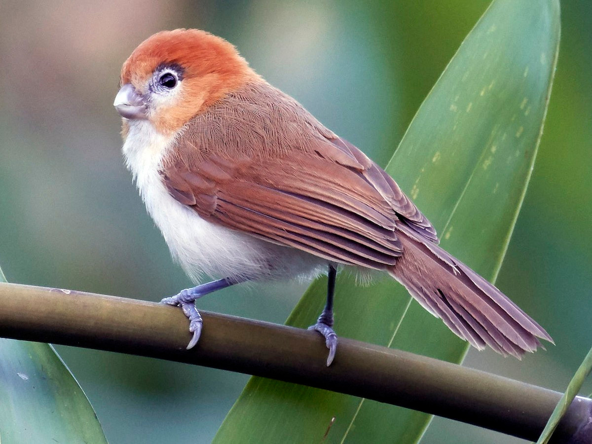 Khướu mỏ dẹt đầu hung (Chleuasicus atrosuperciliaris) dài 15-16 cm, là loài định cư hiếm đến không phổ biến tại Tây Bắc, Đông Bắc. Chúng sống ở rừng tre nứa bên trong hoặc gần rừng lá rộng thường xanh, bìa rừng, độ cao 550-2.100 mét, thường di chuyển theo đàn nhỏ.