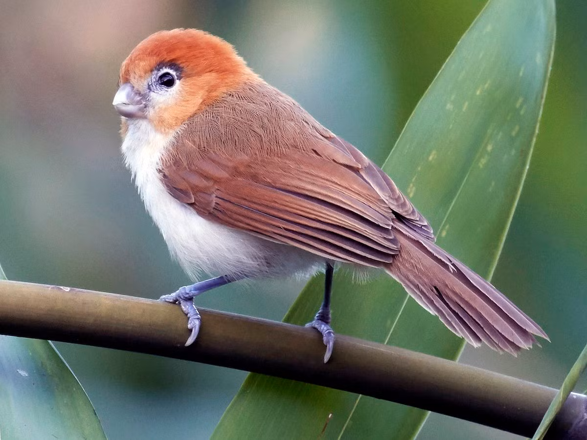 Khướu mỏ dẹt đầu hung (Chleuasicus atrosuperciliaris) dài 15-16 cm, là loài định cư hiếm đến không phổ biến tại Tây Bắc, Đông Bắc. Chúng sống ở rừng tre nứa bên trong hoặc gần rừng lá rộng thường xanh, bìa rừng, độ cao 550-2.100 mét, thường di chuyển theo đàn nhỏ.