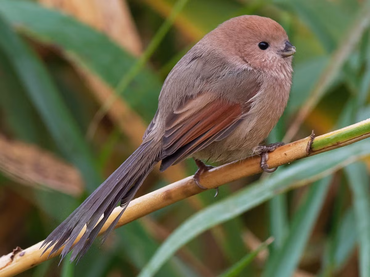  Khướu mỏ dẹt bé (Sinosuthora webbianus) dài 11-13 cm, là loài định cư, không phổ biến tại phía Bắc vùng Tây Bắc và Đông Bắc. Chúng sống ở cây bụi, trảng cỏ, rừng tre nứa lùn và dày, thường di chuyển rất nhanh theo đàn. Ảnh: eBird.