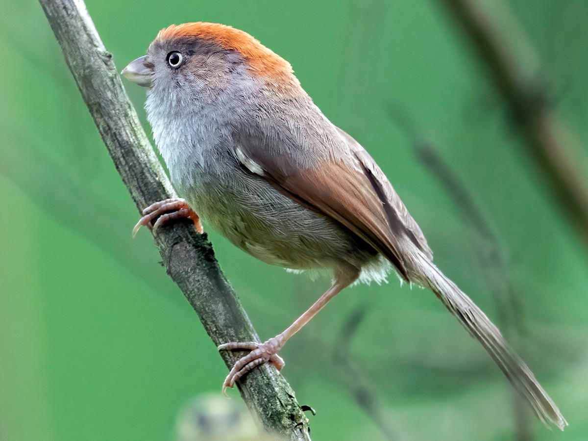 Khướu mỏ dẹt Vân Nam (Sinosuthora alphonsiana) dài 12-13 cm, là loài định cư, tương đối phổ biến, chỉ ghi nhận tại phía Bắc của Tây Bắc. Chúng sống ở cây bụi và trảng cỏ, độ cao 1.100-1.700 mét, thường di chuyển nhanh theo đàn lớn.