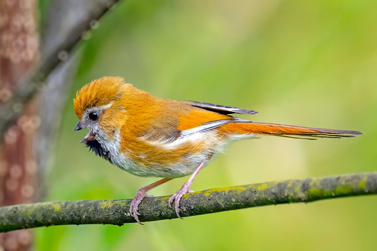 Khướu mỏ dẹt vàng (Suthora verreauxi) dài 11-12 cm, là loài định cư, tương đối phổ biến tại Tây Bắc, Đông Bắc. Chúng sống ở rừng tre nứa, bìa rừng lá rộng thường xanh, độ cao 1.500-3.000 mét, thường di chuyển nhanh theo đàn.