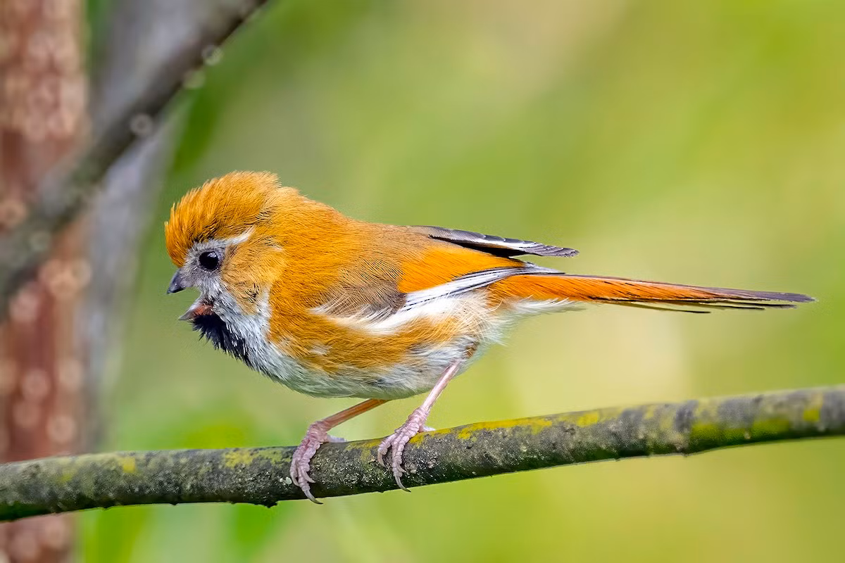 Khướu mỏ dẹt vàng (Suthora verreauxi) dài 11-12 cm, là loài định cư, tương đối phổ biến tại Tây Bắc, Đông Bắc. Chúng sống ở rừng tre nứa, bìa rừng lá rộng thường xanh, độ cao 1.500-3.000 mét, thường di chuyển nhanh theo đàn.