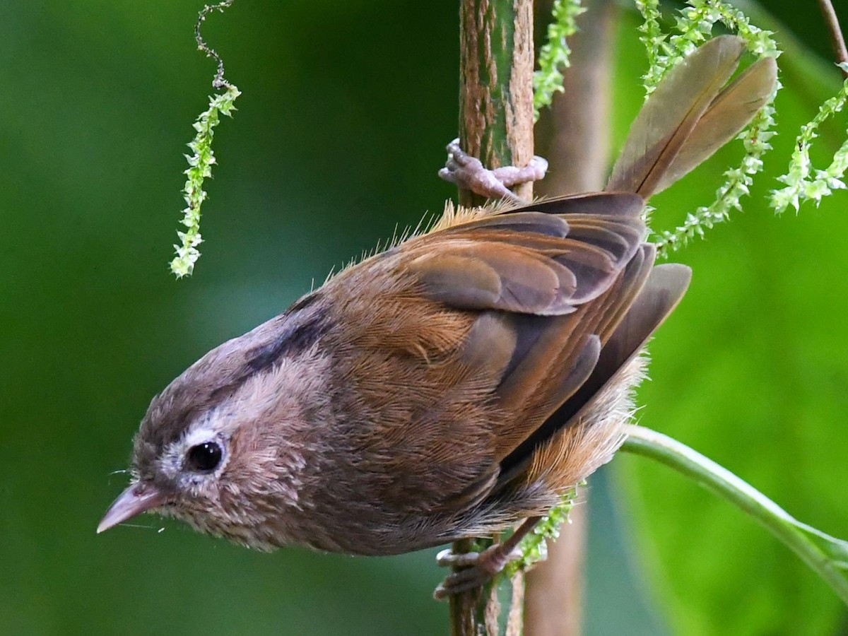 Lách tách Đông Dương (Fulvetta danisi) dài 13-14 cm, là loài đặc hữu Đông Dương, định cư, tương đối phổ biến tại Trung và Nam Trung Bộ. Chúng sống ở rừng lá rộng thường xanh, rừng thường xanh, cây bụi, độ cao 1.800-2.440 mét, thường đi theo đàn nhỏ.
