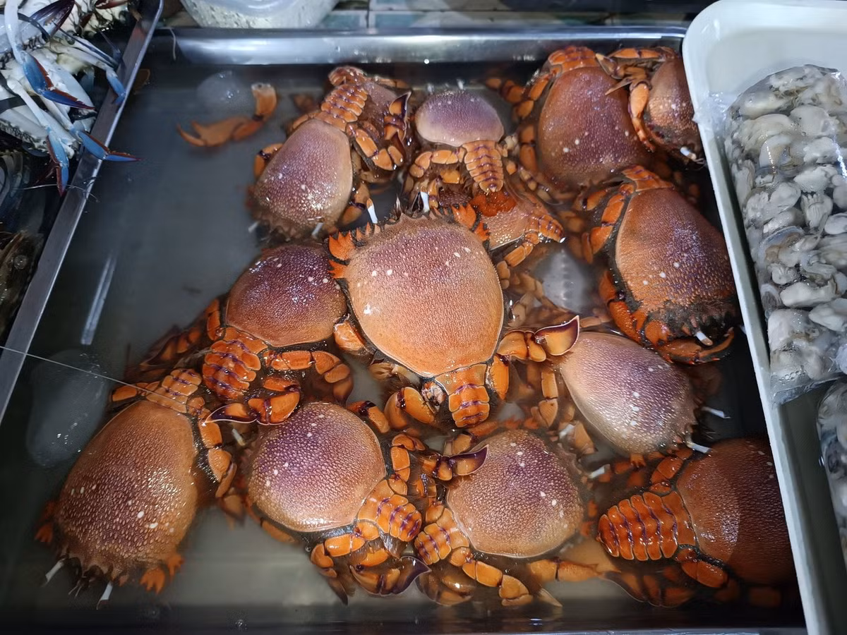 Nổi tiếng như một loại hải sản thơm ngon, cua huỳnh đế được đánh bắt trên hầu hết phạm vi phân bố của mình. Ngư trường lớn nhất là ở Australia, nơi sản lượng đánh bắt hàng năm đạt khoảng 4.000 tấn. Ảnh: Mangingisda 🇵🇸🇵🇸🇵🇸.