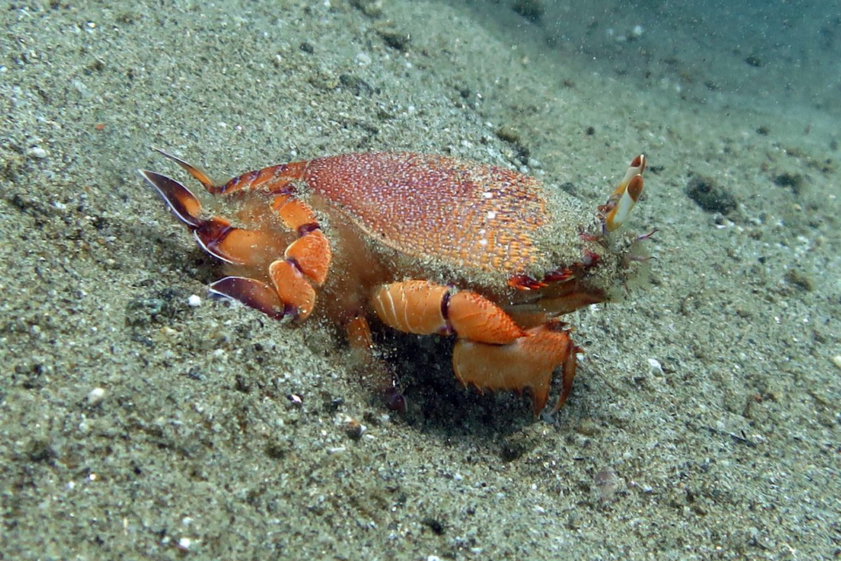 Trong tự nhiên, loài giáp xác này sống ở đáy biển, độ sâu 10-100 mét. Chúng có tập tính ẩn thân mình trong cát, nhô hai mắt lên vừa cảnh giới vừa rình mồi là các loài cá nhỏ. Ảnh: iNaturalist.