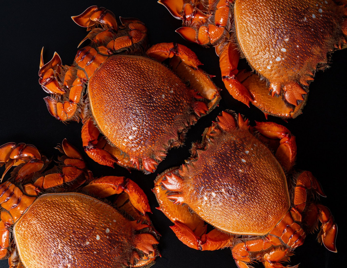 Tên gọi quốc tế phổ biến của loài cua này là cua ếch đỏ (red frog crab) - dựa theo hình dạng và màu sắc cơ thể, hoặc của cờ lê (spanner crab) - theo hình dạng của cặp càng. Ảnh: STRI Marine Portal Detailed Collection Record Information.