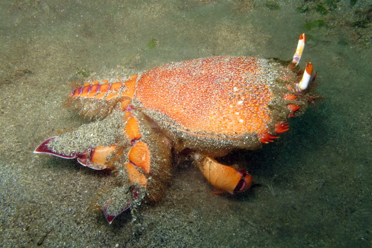 Trên thế giới, cua huỳnh đế phân bố ở khu vực nhiệt đới và cận nhiệt đới từ Ấn Độ Dương tới Tây Thái Bình Dương. Những quốc gia là loài này tập trung cư trú nhiều nhất là Australia, Philippines. Ảnh: Restaurant-ka.com.au.