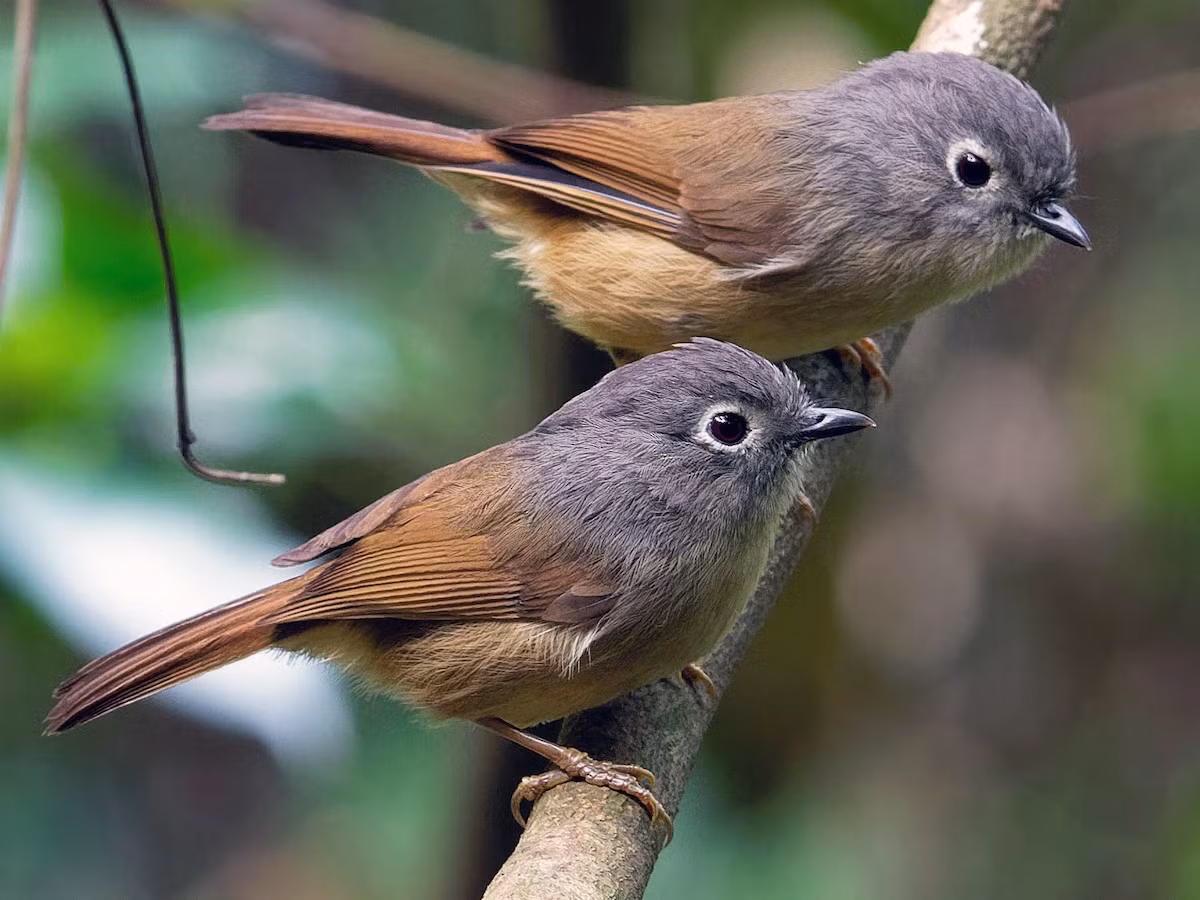 Lách tách má xám (Alcippe davidi) dài 13-15 cm, là loài định cư, tương đối phổ biến tại Tây Bắc, Đông Bắc và Bắc Trung Bộ. Chúng sống ở rừng lá rộng thường xanh, bìa rừng, rừng thứ sinh, cây bụi, rừng tre nứa, độ cao 600-2.700 mét.