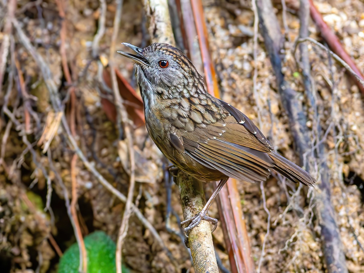 Khướu đá đuôi ngắn (Napothera brevicaudata) dài 14-15 cm, là loài định cư, phổ biến tại Tây Bắc, Đông Bắc và Trung Bộ. Chúng sống ở rừng lá rộng thường xanh, rừng trên núi đá vôi, quanh các mỏm đá.