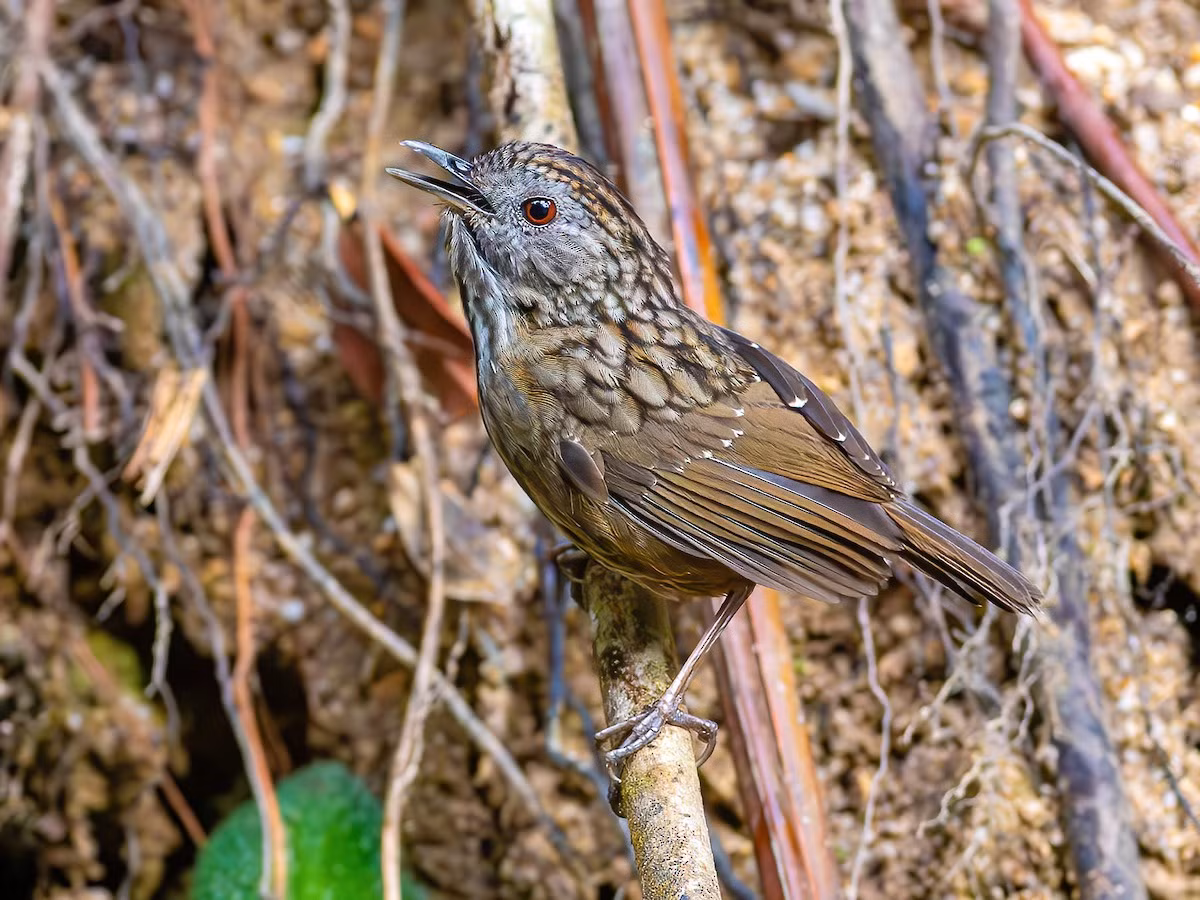 Khướu đá đuôi ngắn (Napothera brevicaudata) dài 14-15 cm, là loài định cư, phổ biến tại Tây Bắc, Đông Bắc và Trung Bộ. Chúng sống ở rừng lá rộng thường xanh, rừng trên núi đá vôi, quanh các mỏm đá.