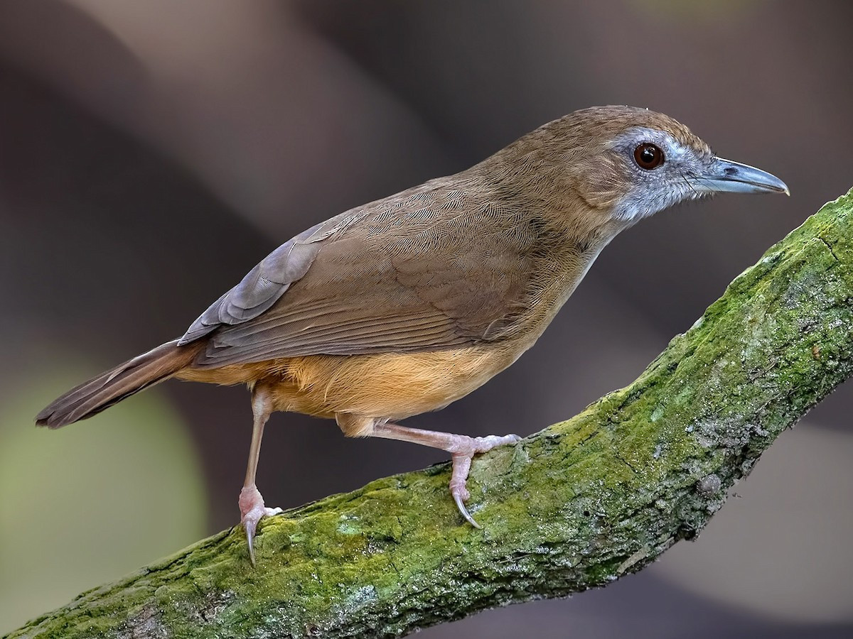 Chuối tiêu mỏ to (Malacocincla abbotti) dài 15-17 cm, là loài định cư tương đối phổ biến đến phổ biến tại Bắc, Trung Trung Bộ và Nam Bộ. Chúng sống ở rừng thường xanh, rừng thứ sinh, bìa rừng, cây bụi.