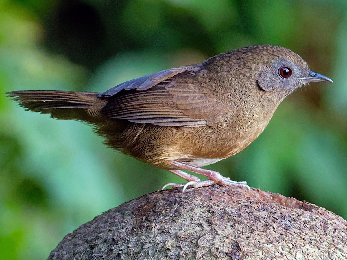 Chuối tiêu họng đốm (Pellorneum albiventre) dài 13-15 cm, là loài định cư, không phổ biến tại Tây Bắc, Đông Bắc, tương đối phổ biến tại Trung và Nam Trung Bộ. Chúng sống ở rừng lá rộng thường xanh mở, bìa rừng, rừng thứ sinh, rừng tre nứa, cây bụi, trảng cỏ, độ cao 500-2.150 mét.