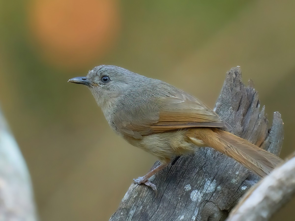 Lách tách má nâu (Alcippe poioicephala) dài 15-17 cm, là loài định cư, tương đối phổ biến tại Tây bắc, Đông Bắc. Chúng sống ở rừng lá rộng thường xanh, rừng hỗn giao rụng lá, bìa rừng, rừng tre nứa, thường di chuyển theo đàn nhỏ ở các tầng giữa và thấp.