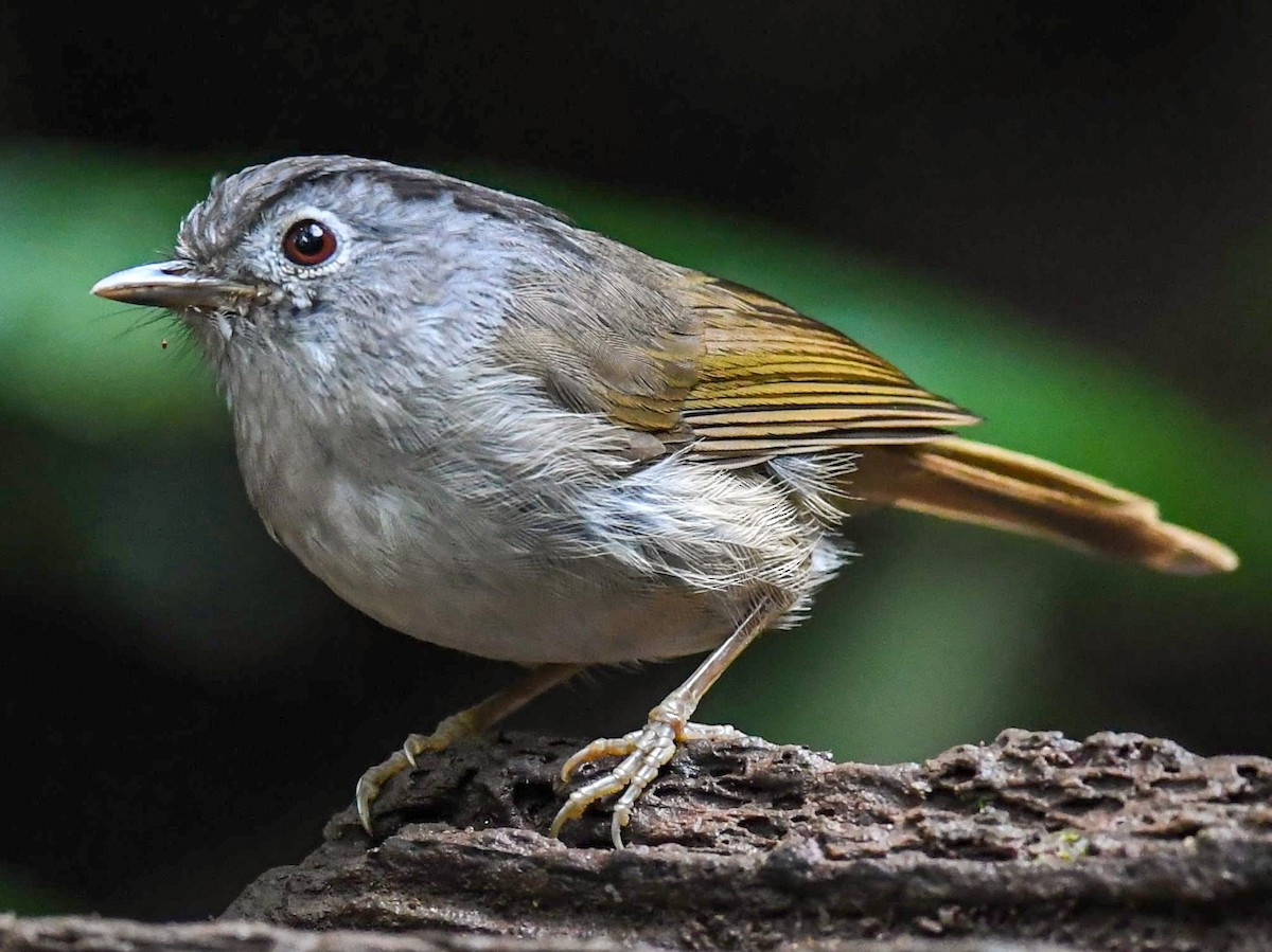 Lách tách mày đen (Alcippe grotei) dài 15-17 cm, là loài định cư, tương đối phổ biến tại Trung Bộ và Nam Bộ. Sinh cảnh của chúng là rừng lá rộng thường xanh, bìa rừng, rừng thứ sinh, cây bụi, rừng tre nứa, thường di chuyển theo đàn nhỏ từ các tầng giữa đến tầng thấp.