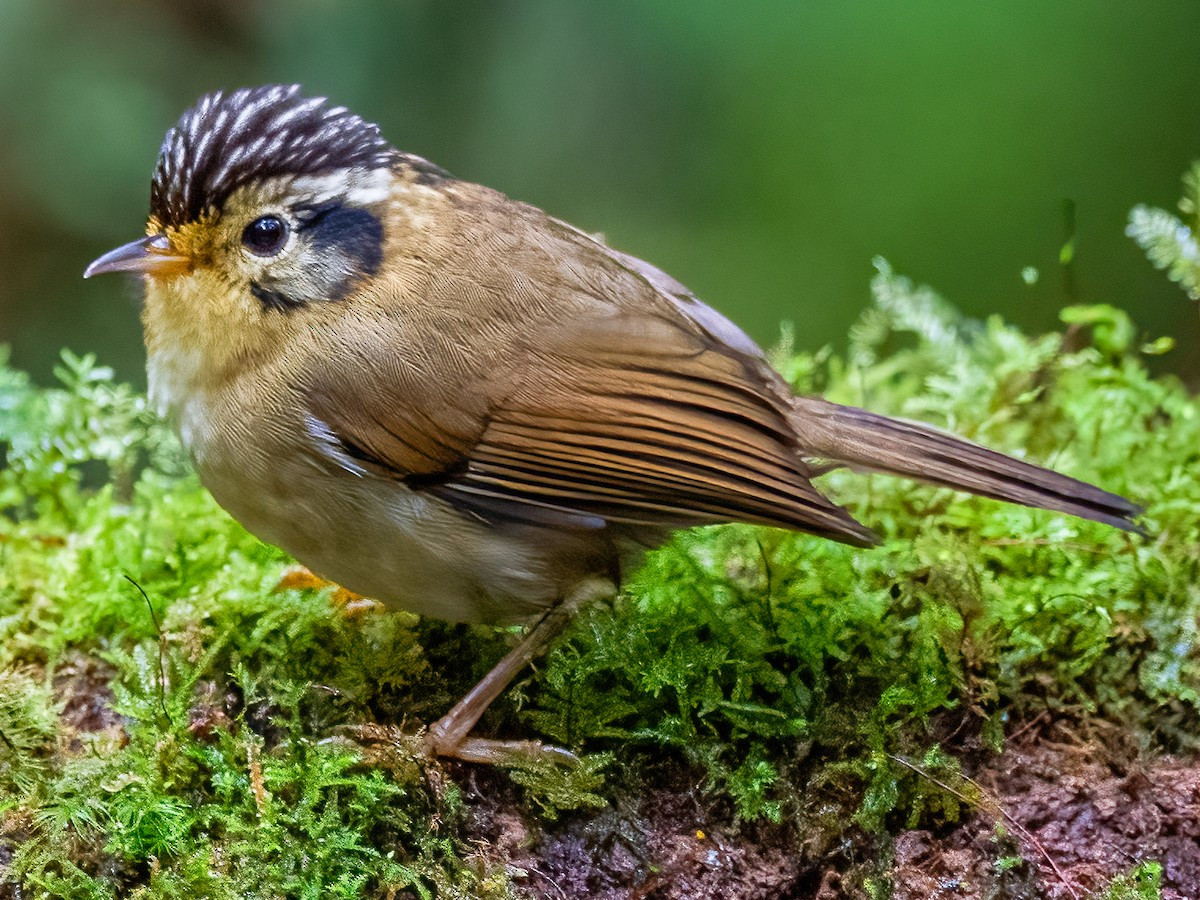 Lách tách gáy đen (Alcippe klossi) dài 12-13 cm, là loài định cư, không phổ biến đến tương đối phổ biến tại Nam Trung Bộ. Loài chim này sống ở rừng lá rộng thường xanh, rừng thứ sinh, độ cao 1.500-2.150 mét.