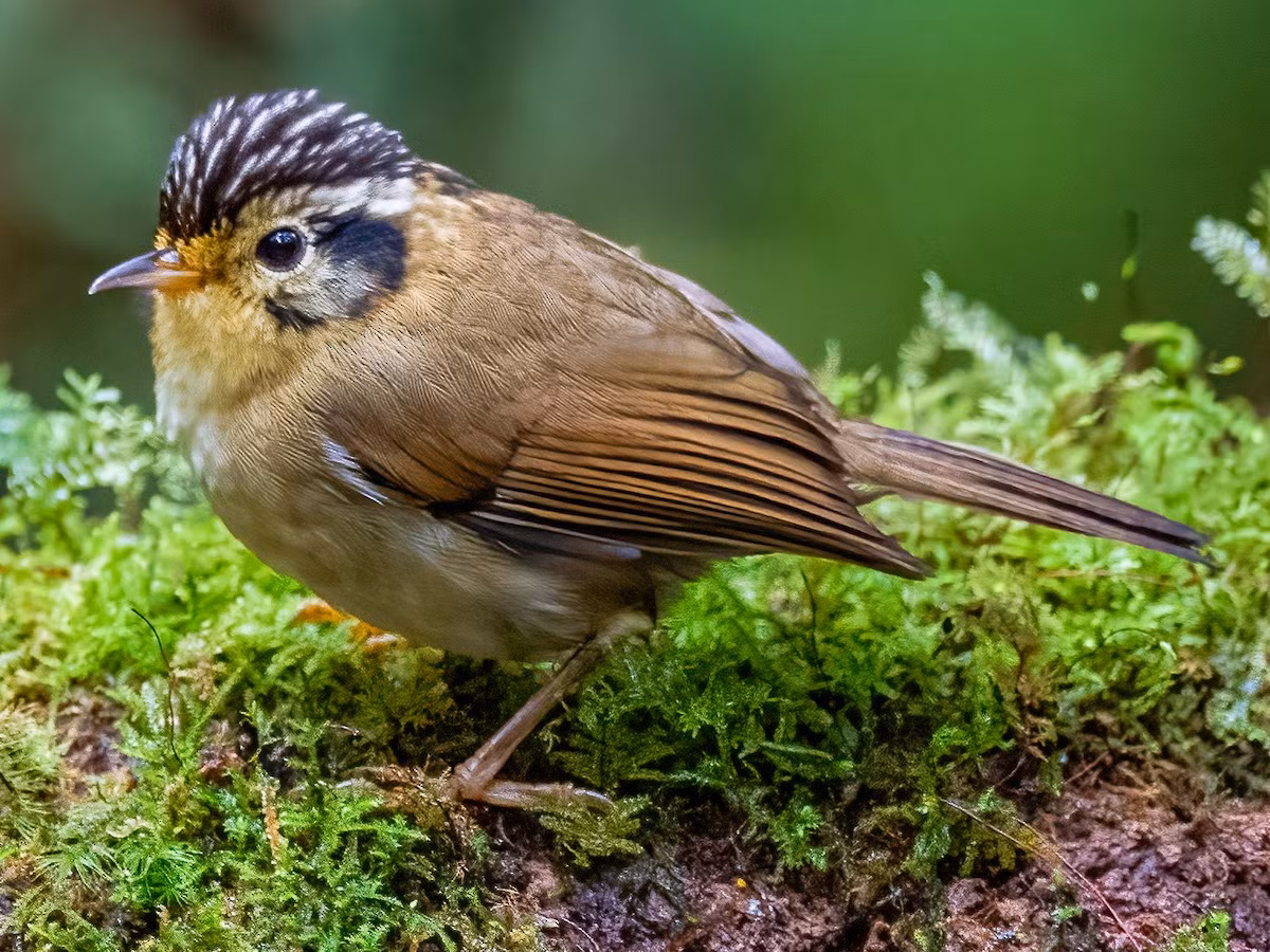 Lách tách gáy đen (Alcippe klossi) dài 12-13 cm, là loài định cư, không phổ biến đến tương đối phổ biến tại Nam Trung Bộ. Loài chim này sống ở rừng lá rộng thường xanh, rừng thứ sinh, độ cao 1.500-2.150 mét.