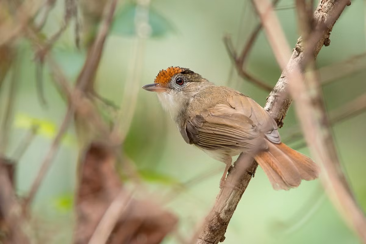 Chuối tiêu đuôi ngắn (Malacopteron cinereum) dài 14-17 cm, là loài định cư, tương đối phổ biến trong cả nước, trừ Tây Bắc. Chúng sống ở rừng lá rộng thường xanh, thường ghi nhận theo đàn nhỏ di chuyển trong tầng tán thấp đến trung bình.