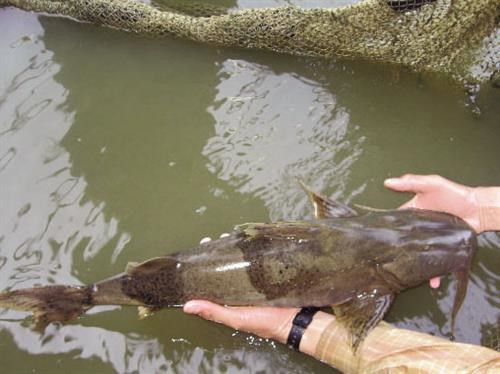 5. Cá chiên, một loài cá da trơn phân bố chủ yếu tại các dòng sông ở miền núi phía bắc Việt Nam thường được mệnh danh là chúa tể lòng sông vì bản tính hung dữ, khát máu và có thể đạt tới kích thước 70-80 kg khi trưởng thành.