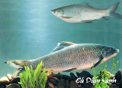 Người dân tại một số bản làng ở miền núi phía Bắc vẫn nuôi cá dầm xanh trong ao nhà như một thói quen truyền thống. Trong khi đó, Nhà nước cũng đã có chương trình bảo tồn và phát triển loài cá này như một hướng đi mới cho nghề nuôi thủy sản nước ngọt.