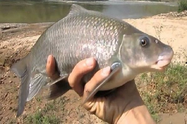 Ngày nay, do bị đánh bắt quá mức nên cá anh vũ gần như đã tuyệt chủng ngoài tự nhiên. Tuy vậy, chúng được nuôi sinh sản thành công ở Việt Nam. Dù đã được nuôi nhân tạo nhưng thịt cá anh vũ vẫn rất đắt, vì việc nuôi rất kỳ công, tốn kém và phải mất trên 2 năm mới đạt đủ trọng lượng để thịt.