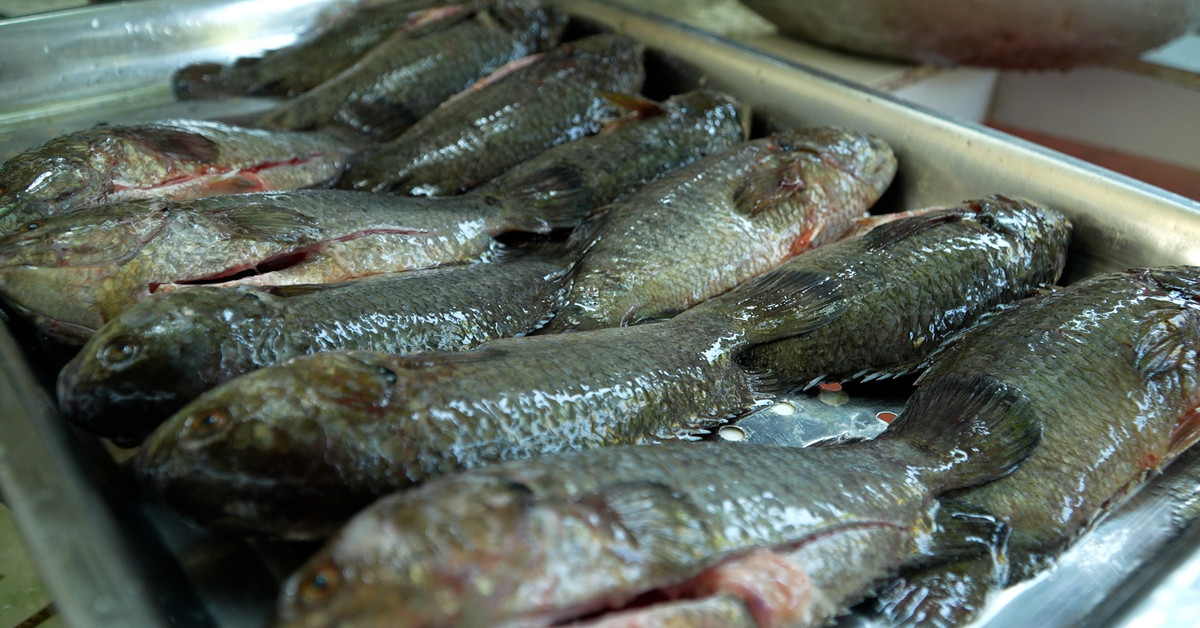 3. Cá rô Tổng Trường là loại cá rô sống ở môi trường hang động ngập nước vùng đất Hoa Lư, Ninh Bình. Gọi là cá rô Tổng Trường vì loài cá này được phát hiện thấy ở vùng hang động ngập nước thuộc Tổng Trường Yên, huyện Hoa Lư. Chúng có hình thái giống cá rô đồng, song có một số biến dị nhỏ về màu sắc.