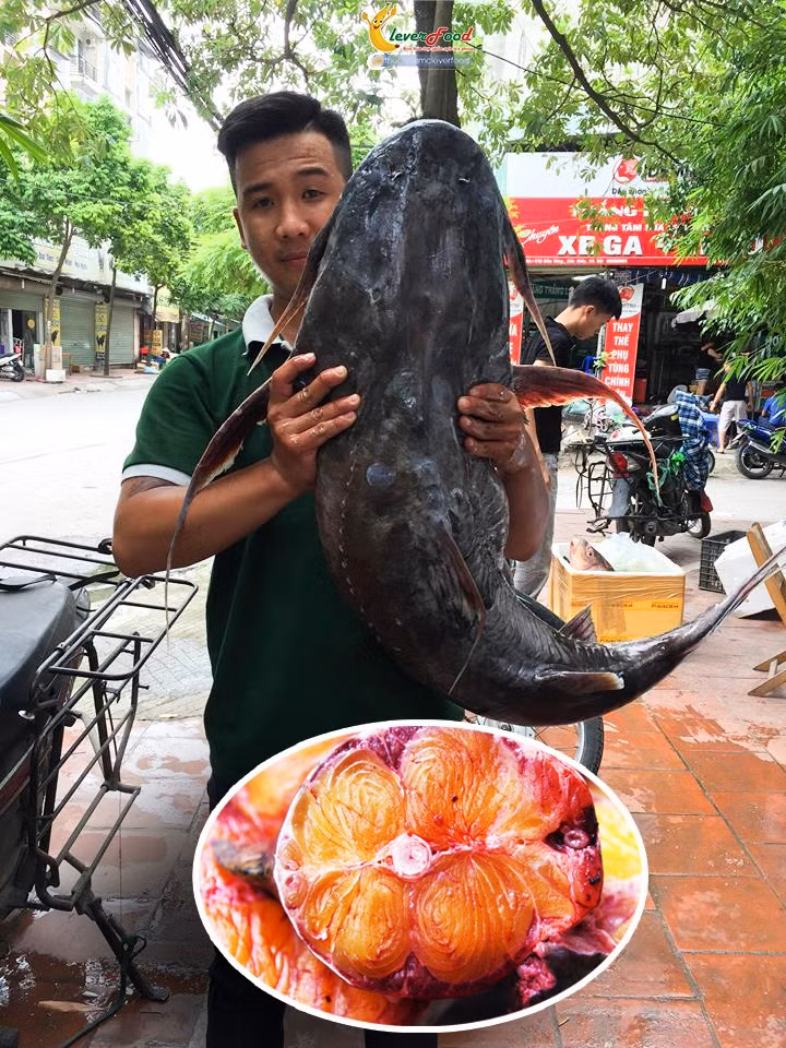 Thịt cá chiên rất ngon, nhưng loài cá này nổi tiếng nhờ bộ lòng to, dày như dạ dày lợn, giòn sần sật, là đặc sản dùng để dâng lên các bậc vua chúa. Có khi bộ lòng cá lớn đến nỗi có thể làm được vài mâm cỗ.