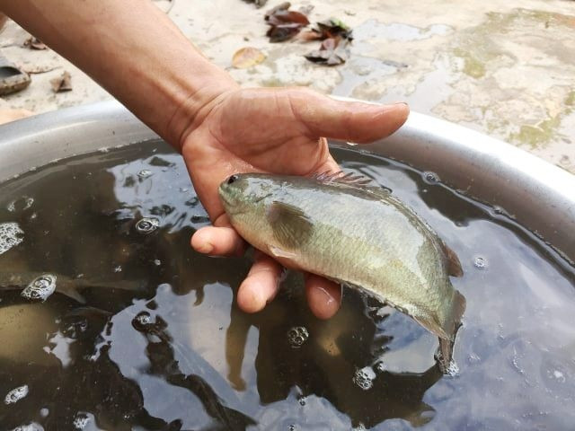 Từ năm 2009, Viện Nghiên cứu Nuôi trồng thủy sản 1 đã chính thức đưa giống cá rô Tổng Trường và cá tràu tiến vua vào chương trình bảo tồn và phục vụ phát triển du lịch.