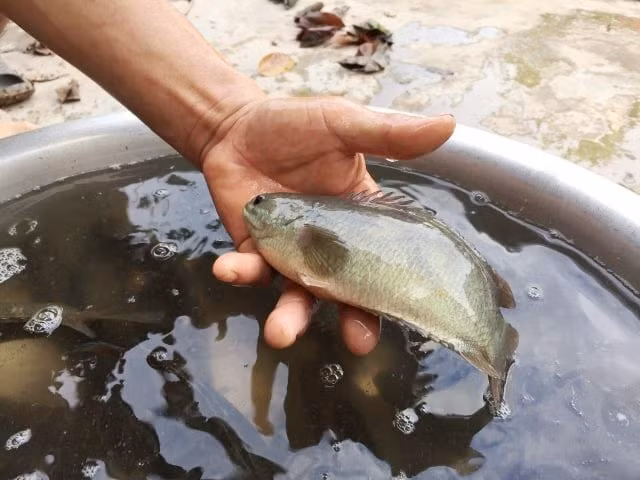 Từ năm 2009, Viện Nghiên cứu Nuôi trồng thủy sản 1 đã chính thức đưa giống cá rô Tổng Trường và cá tràu tiến vua vào chương trình bảo tồn và phục vụ phát triển du lịch.