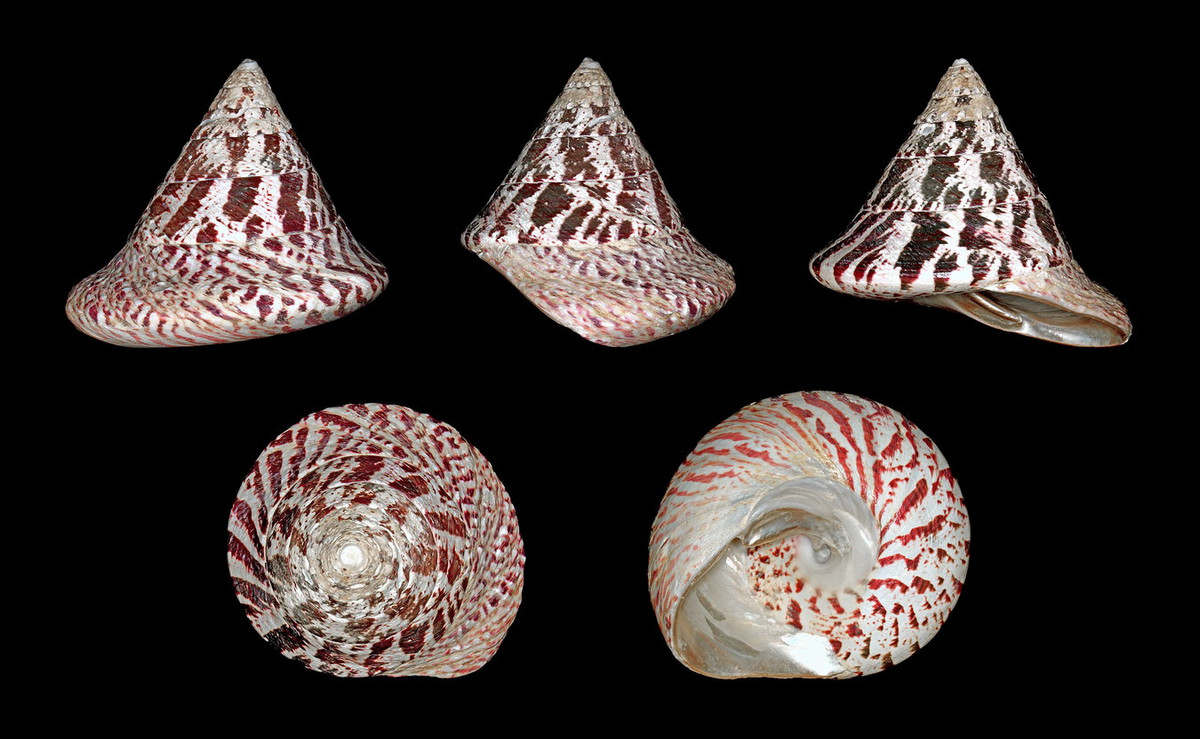  Ốc đụn cái (Trochus niloticus). Khu vực phân bố: Hầu khắp các vùng biển từ Hải Phòng đến Kiên Giang. Ảnh: Wikipedia.