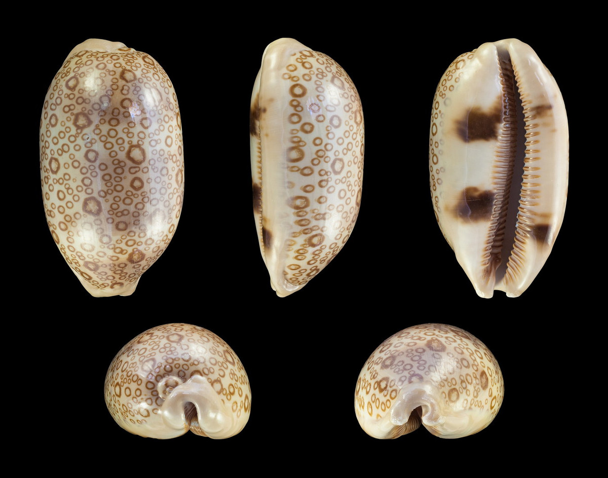  Ốc sứ mắt trĩ (Cypraea argus). Khu vực phân bố: Vũng Rô (Phú Yên), đảo Thổ Chu (Kiên Giang), Côn Đảo (Bà Rịa - Vũng Tàu). Ảnh: Wikipedia.