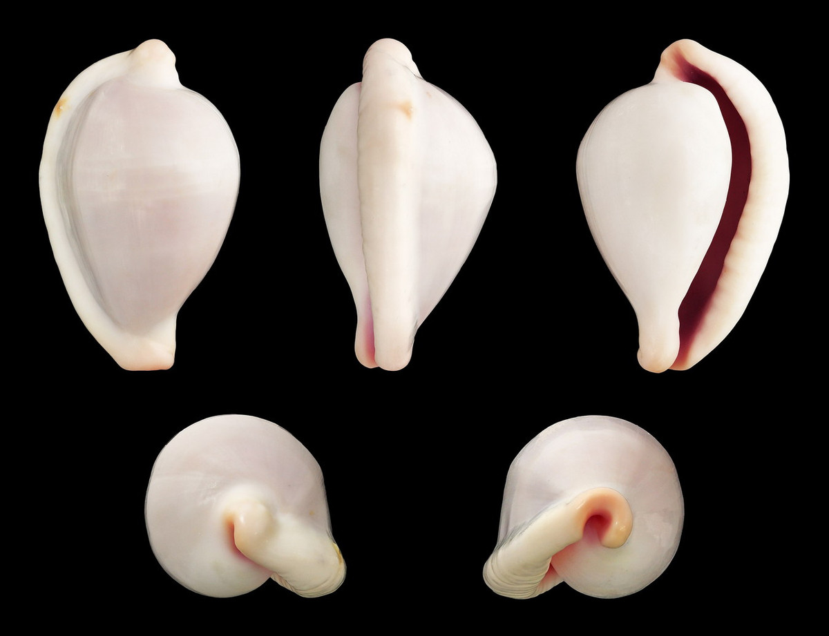  Ốc sứ trắng nhỏ (Ovula costellata). Khu vực phân bố: Bến Gỏi/Vịnh Văn Phong (Khánh Hoà). Ảnh: Wikipedia.