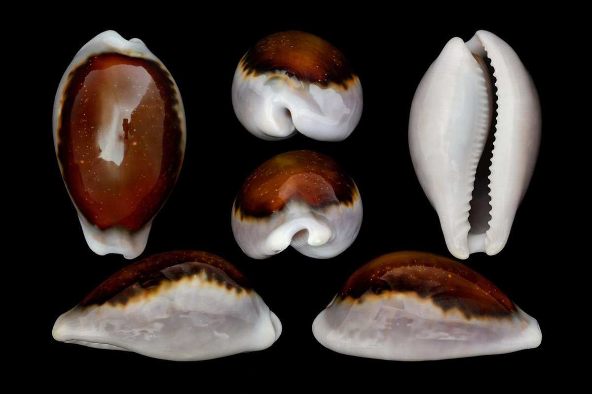  Ốc sứ Spadi (Neobernaya spadicea). Khu vực phân bố: Khánh Hòa. Ảnh: Gabriel Paladino Ibáñez.