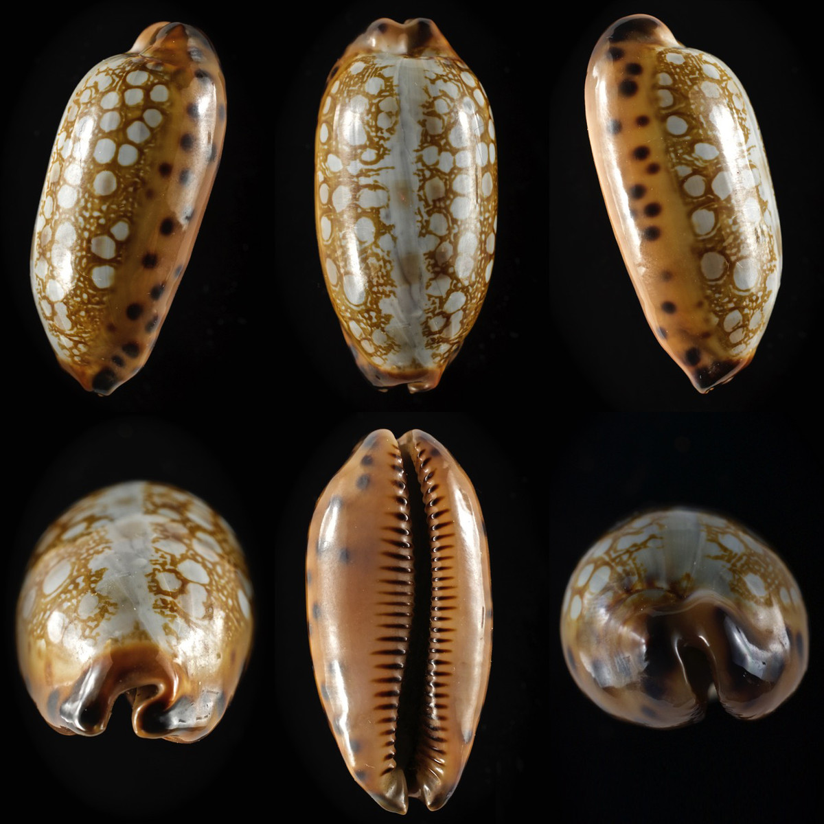  Ốc Sứ sọc trắng (Mauritia scurra). Khu vực phân bố: Khánh Hòa. Ảnh: Thelsica.