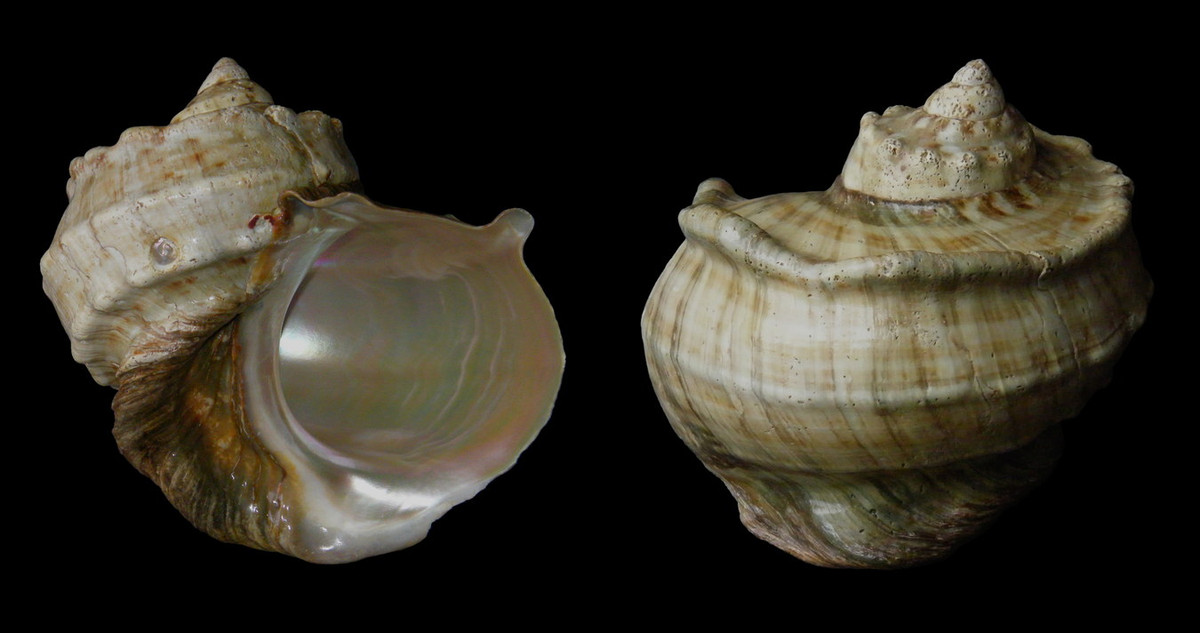  Ốc xà cừ (Turbo marmoratus). Khu vực phân bố: Vịnh Vũng Rô (Phú Yên), vịnh Văn Phong - Hòn Tre (Khánh Hòa). Ảnh: Wikipedia.