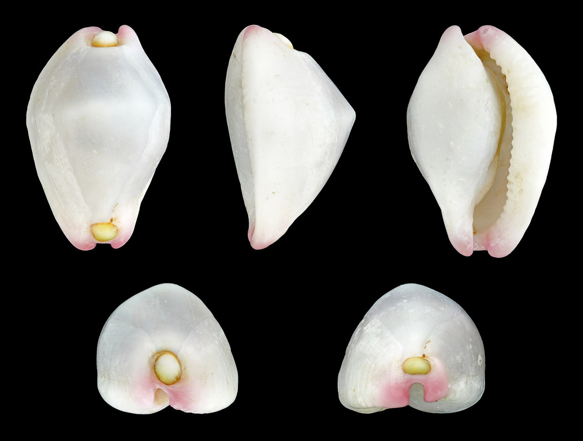  Ốc sứ Verroc (Calpurnus verrocosus). Khu vực phân bố: Đảo Lý Sơn (Quảng Ngãi), Bãi Tiên / Hòn Rùa - Hòn Nội - Hòn Tầm - vịnh Văn Phong (Khánh Hòa). Ảnh: Wikipedia.