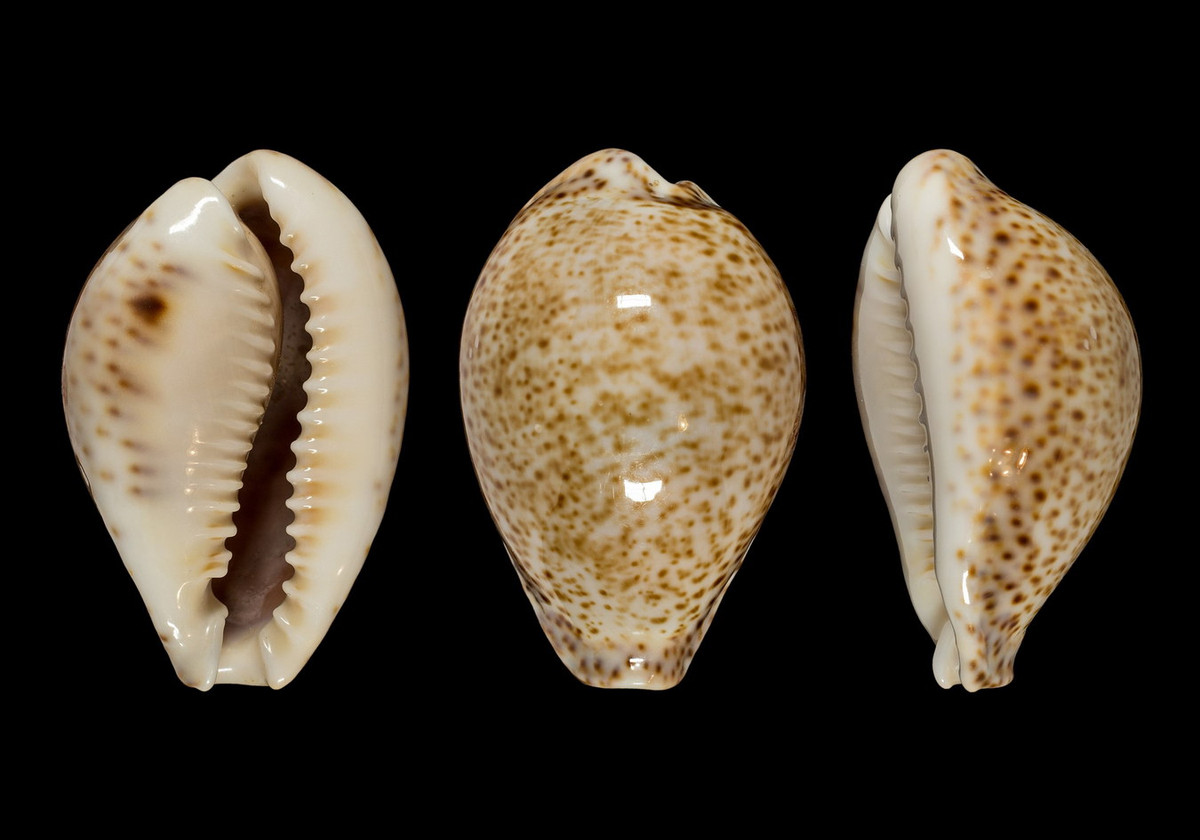  Ốc sứ đốm (Naria turdus). Khu vực phân bố: Vịnh Văn Phong/Bến Gỏi (Khánh Hòa). Ảnh: Wikipedia.