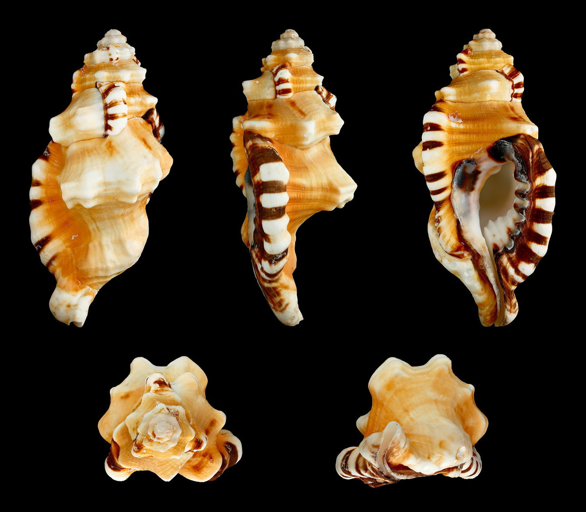  Ốc tù và Lotor (Cymatium lotorium). Khu vực phân bố: Khánh Hòa. Ảnh: Wikipedia.