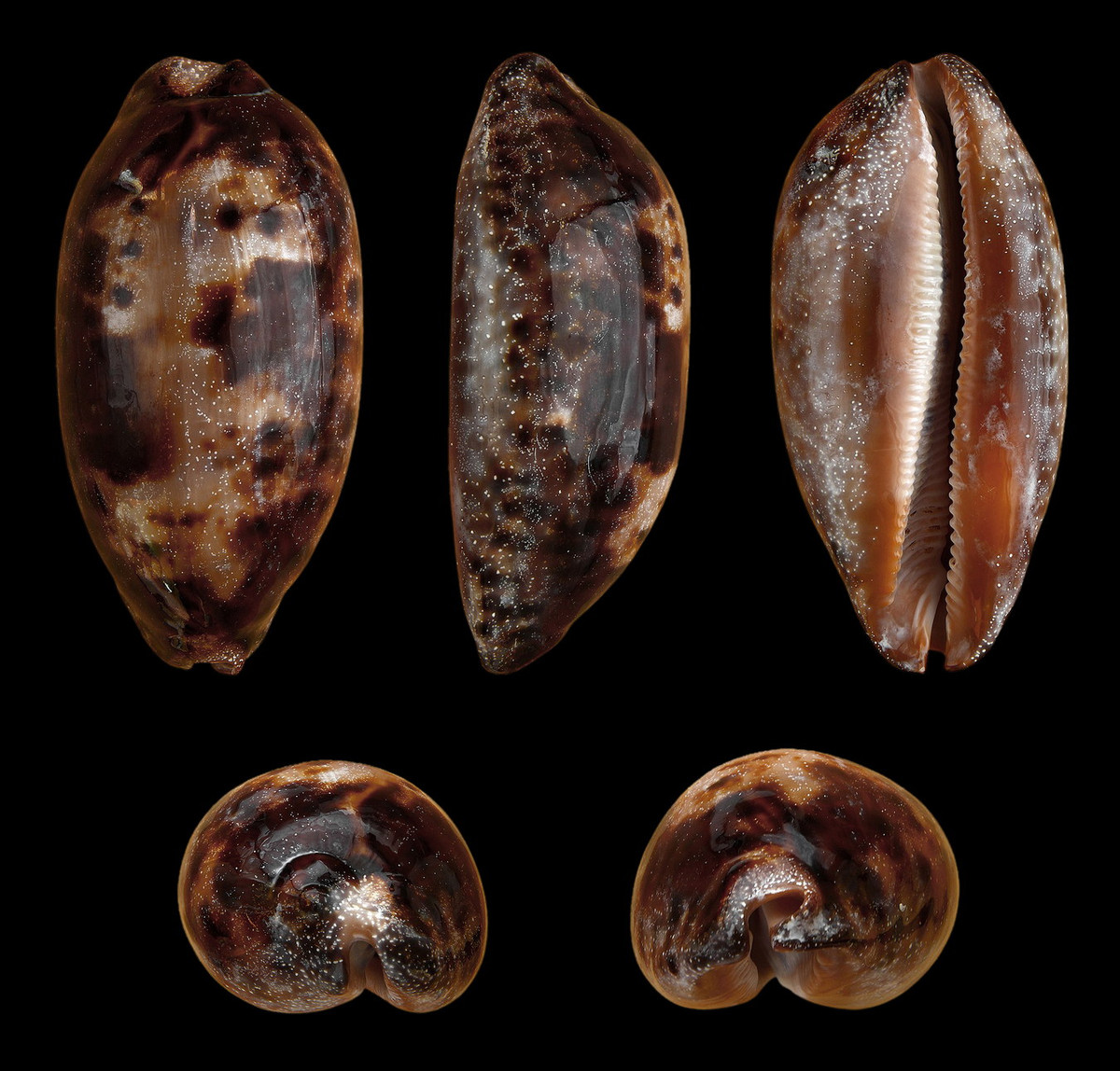  Ốc sứ (Cypraea testudinaria). Khu vực phân bố: Đảo Lý Sơn (Quảng Ngãi), Khánh Hoà. Ảnh: Wikipedia.