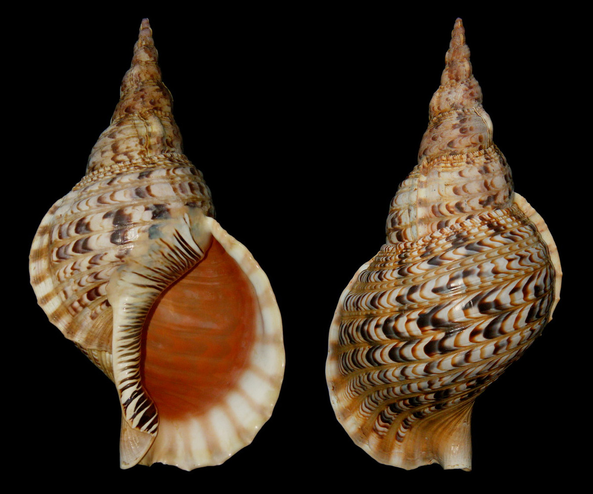  Ốc tù và (Charonia tritonis). Khu vực phân bố: Hòn Tre - Hòn Mun (Khánh Hoà), đảo Lý Sơn (Quảng Ngãi), Côn Đảo (Bà Rịa - Vũng Tàu). Ảnh: Wikipedia.