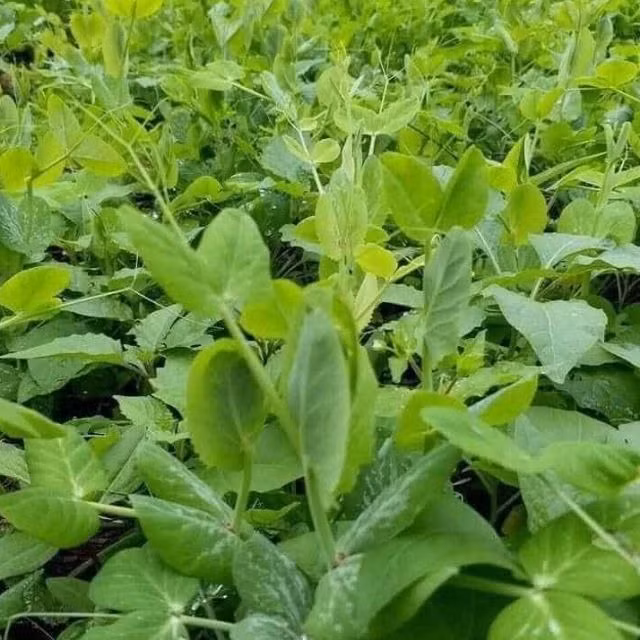 Loai rau “rau rong” it nguoi biet, cai thien thi luc, nuoi duong gan