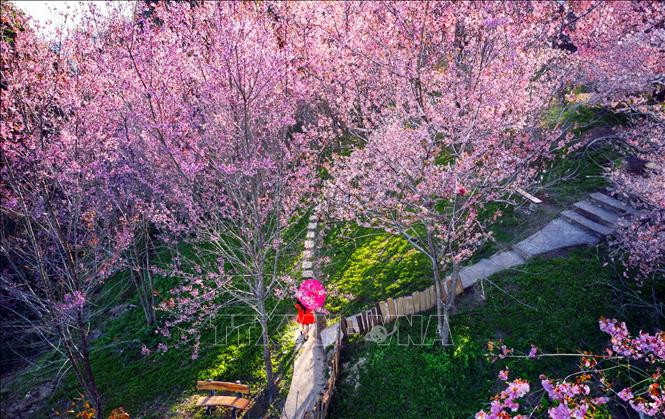 Ruc ro sac hoa tren deo Pha Din