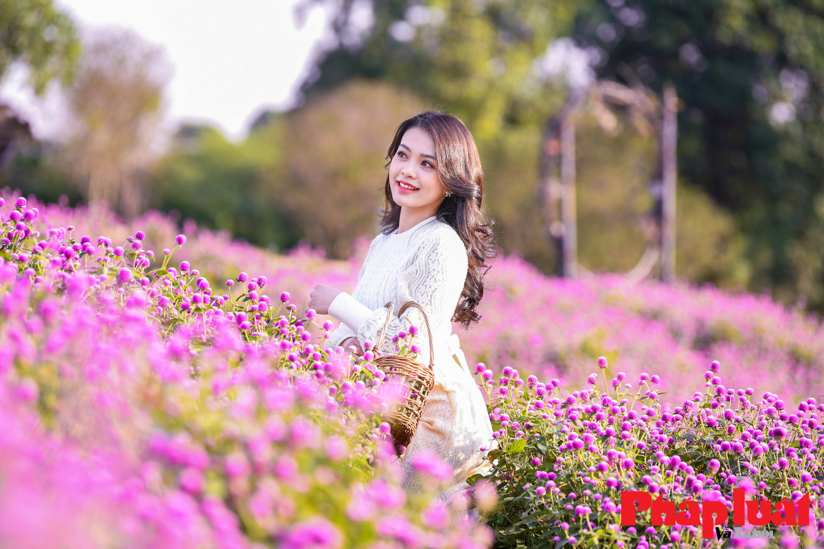 Hiện tại, vườn hoa cúc bách nhật tại đây đang ở độ rực rỡ nhất.