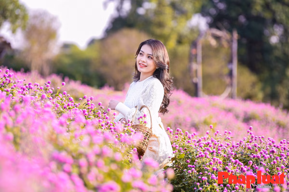 Hiện tại, vườn hoa cúc bách nhật tại đây đang ở độ rực rỡ nhất.