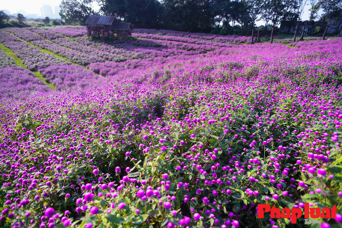 Hoa bách nhật tại đây được trồng theo từng luống để du khách dễ dàng di chuyển, tránh làm rụng, gãy hoa và dễ dàng chụp ảnh hơn.