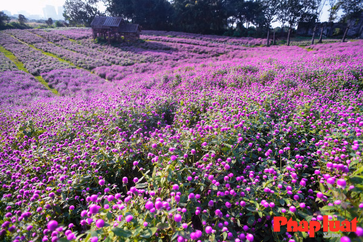 Hoa bách nhật tại đây được trồng theo từng luống để du khách dễ dàng di chuyển, tránh làm rụng, gãy hoa và dễ dàng chụp ảnh hơn.