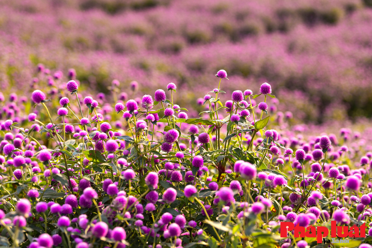 Anh Trương Thế Hùng (chủ vườn hoa) cho biết: “Thời tiết năm nay ấm áp phần lớn trong năm mưa ít và nắng không quá gắt, đến mùa đông lại có những đợt lạnh và lạnh sâu, hợp với hoa nên hoa được mùa, màu hoa nở rất đẹp. Hoa bách nhật có 3 màu nổi bật là tím đậm, hồng và trắng”.