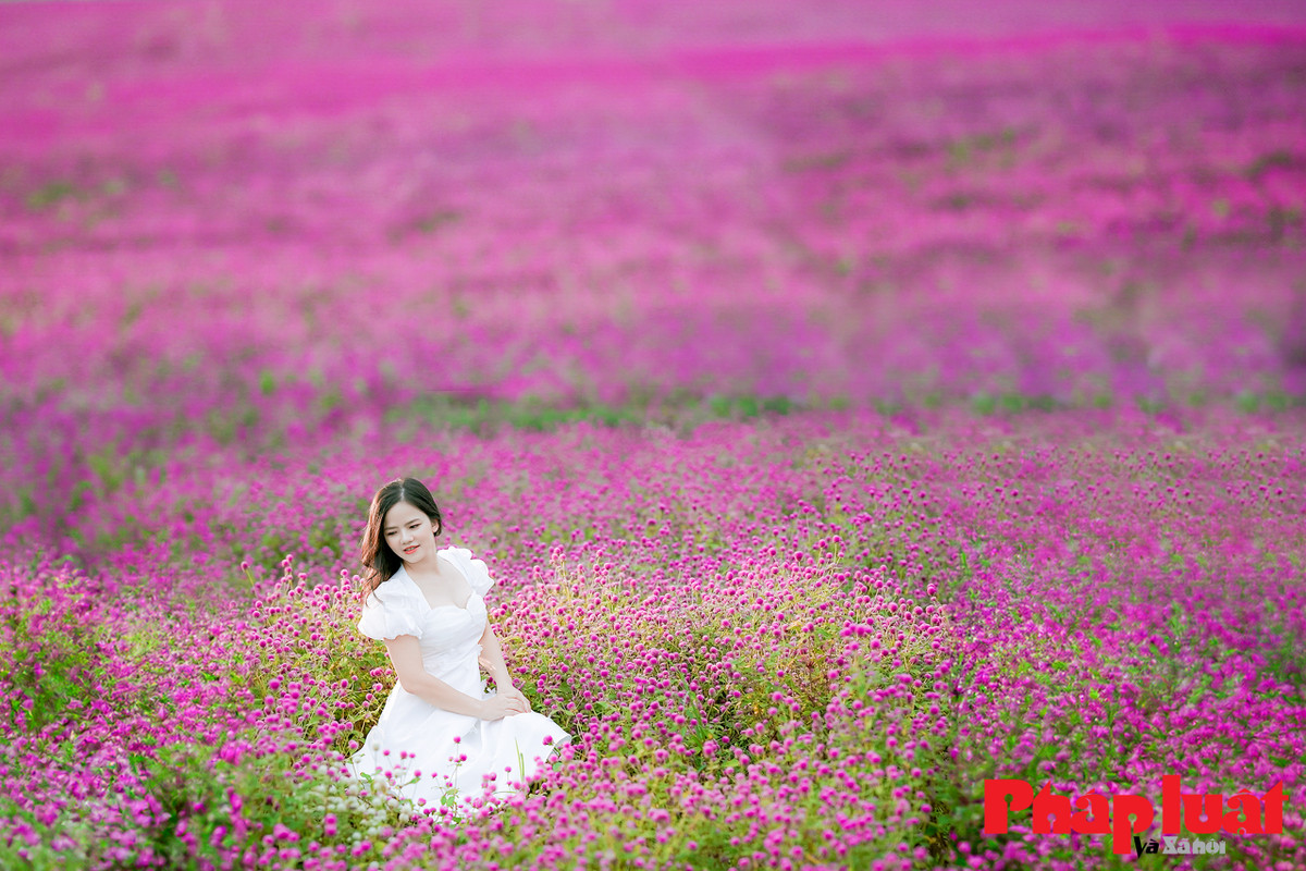 Hoa bách nhật mang màu tím đẹp mơ màng, vì thế trang phục được nhiều bạn trẻ lựa chọn là trang phục sáng màu, chủ yếu là màu trắng để nổi bật lên trên nền hoa tím.