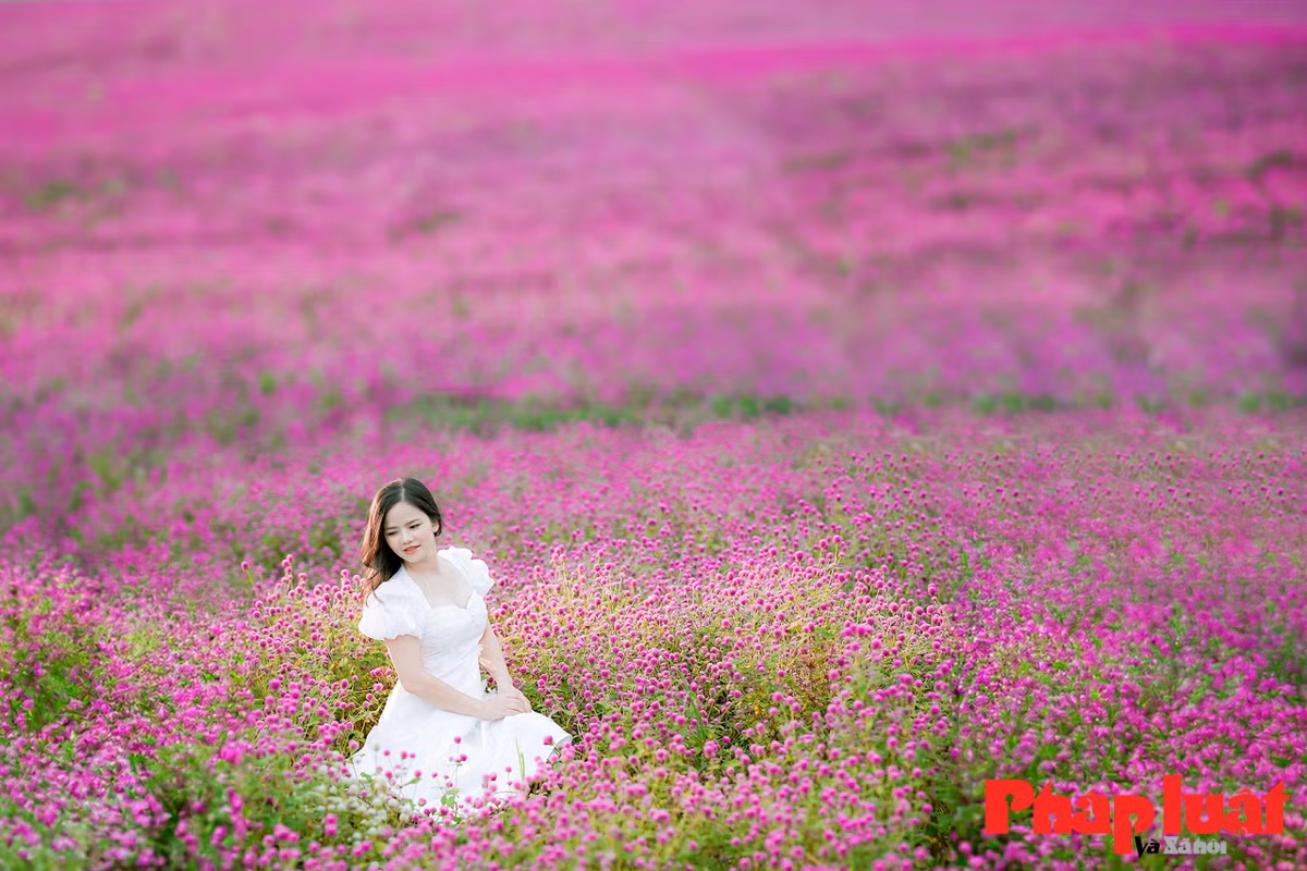 Hoa bách nhật mang màu tím đẹp mơ màng, vì thế trang phục được nhiều bạn trẻ lựa chọn là trang phục sáng màu, chủ yếu là màu trắng để nổi bật lên trên nền hoa tím.