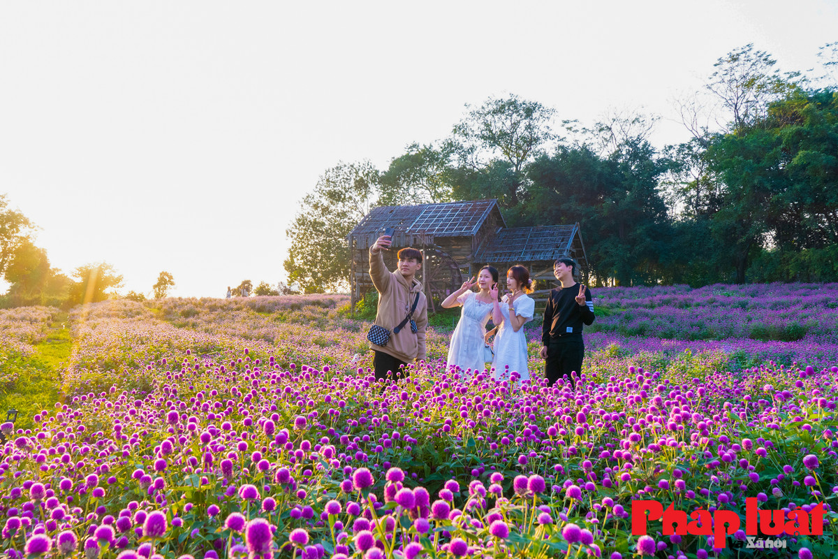 Loài hoa bách nhật sắc tím hồng rực rỡ làm nhiều người mê đắm. Loài hoa này vốn rất được ưa chuộng những năm 2010 - 2013 và bị lãng quên trong một thời gian dài.